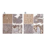 Merck Anti-TSPOAP1 antibody produced in rabbit