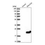 Merck Anti-DNAJC24 antibody produced in rabbit