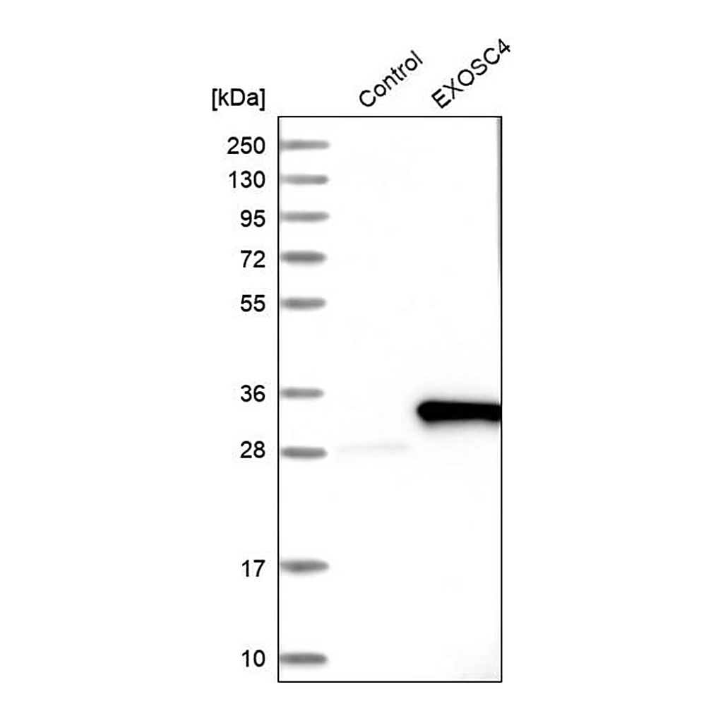 Merck Anti-EXOSC4 antibody produced in rabbit