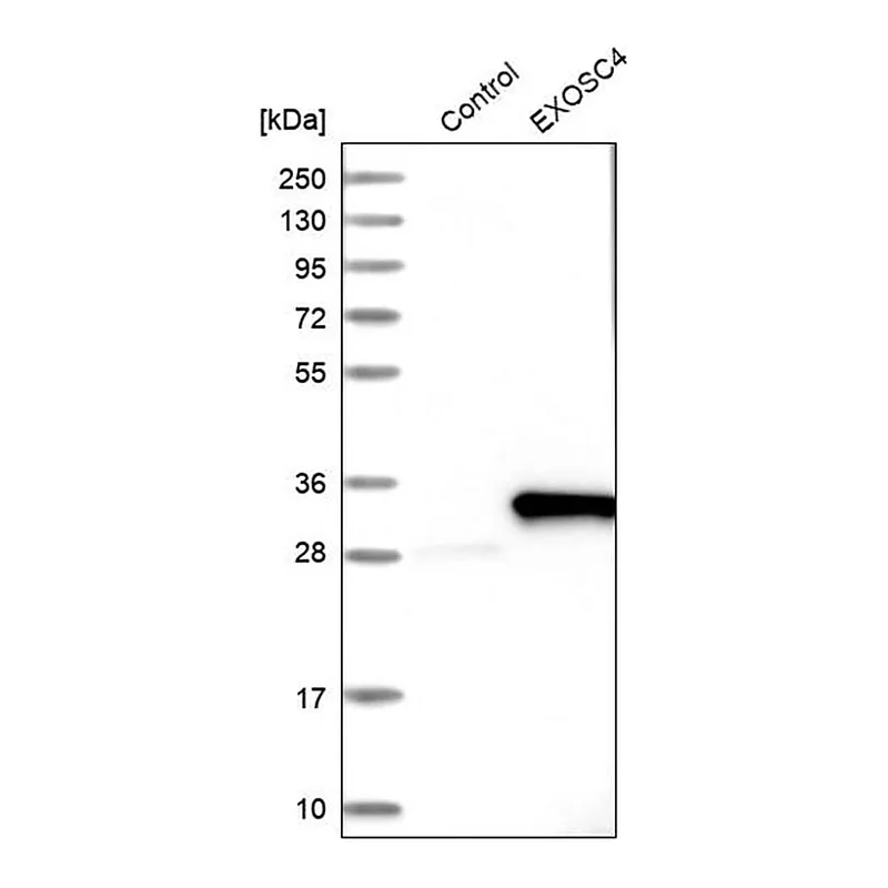 Merck Anti-EXOSC4 antibody produced in rabbit