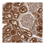 Merck Anti-PLEKHM1 antibody produced in rabbit