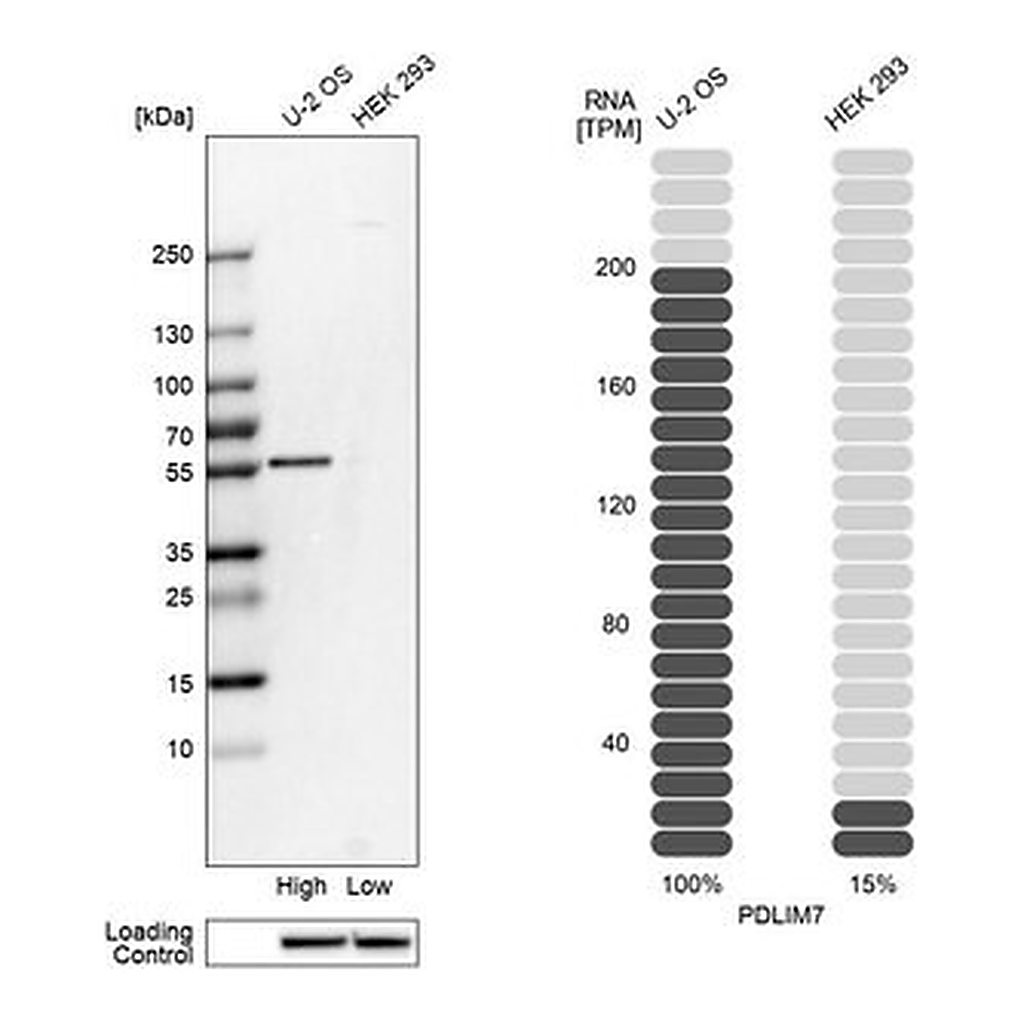 Merck Anti-PDLIM7 antibody produced in rabbit