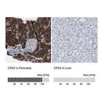 Merck Anti-CPA2 antibody produced in rabbit