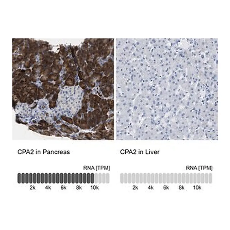 Merck Anti-CPA2 antibody produced in rabbit