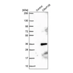Merck Anti-C9orf135 antibody produced in rabbit