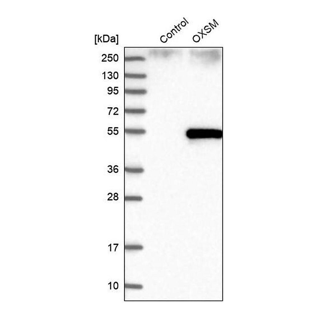 Merck Anti-OXSM antibody produced in rabbit