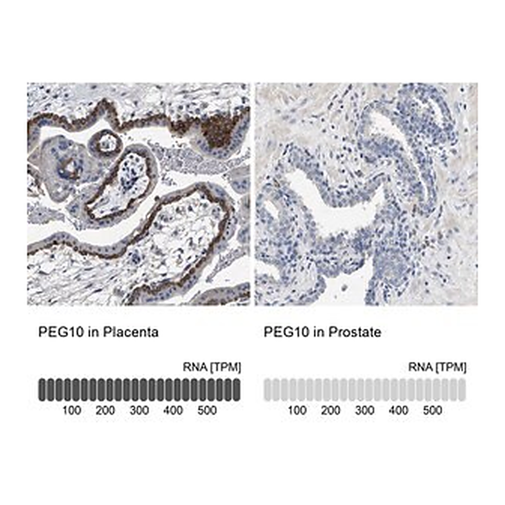 Merck Anti-PEG10 antibody produced in rabbit