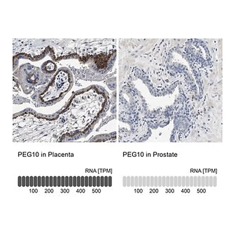 Merck Anti-PEG10 antibody produced in rabbit