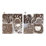 Merck Anti-GCC1 antibody produced in rabbit