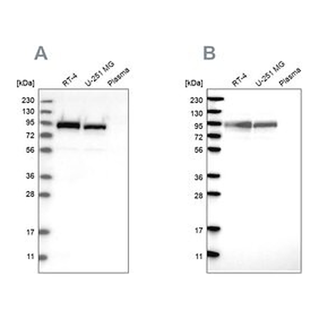 Merck Anti-FAM129B antibody produced in rabbit