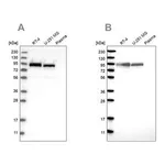Merck Anti-FAM129B antibody produced in rabbit