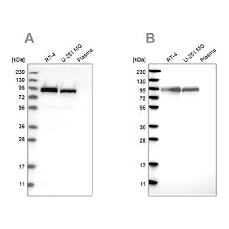 Merck Anti-FAM129B antibody produced in rabbit