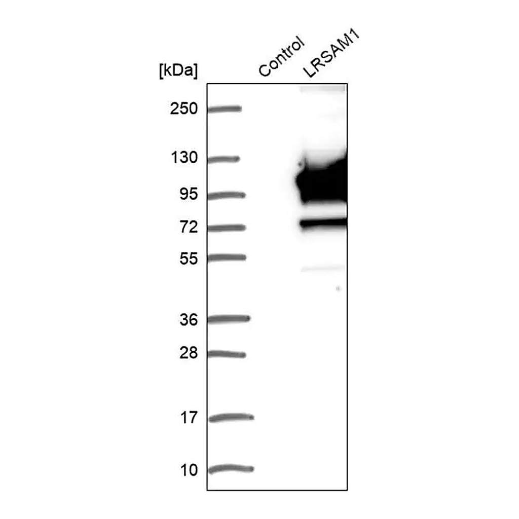 Merck Anti-LRSAM1 antibody produced in rabbit