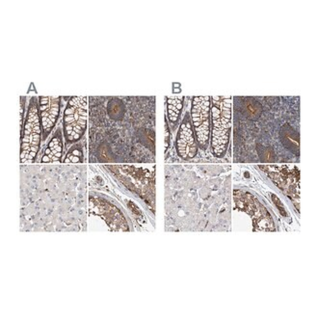 Merck Anti-SPECC1 antibody produced in rabbit
