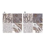 Merck Anti-SPECC1 antibody produced in rabbit