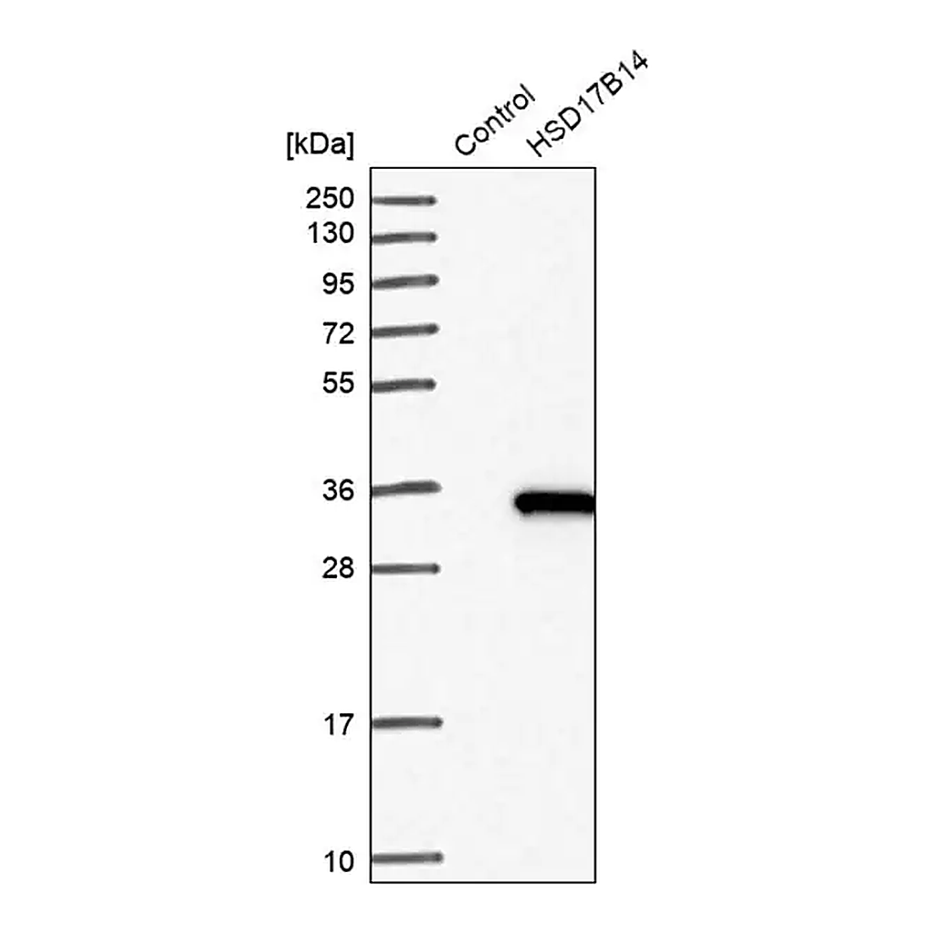 Merck Anti-HSD17B14 antibody produced in rabbit