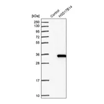 Merck Anti-HSD17B14 antibody produced in rabbit