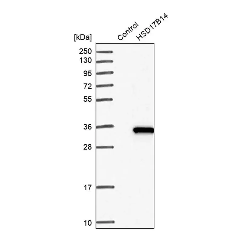 Merck Anti-HSD17B14 antibody produced in rabbit