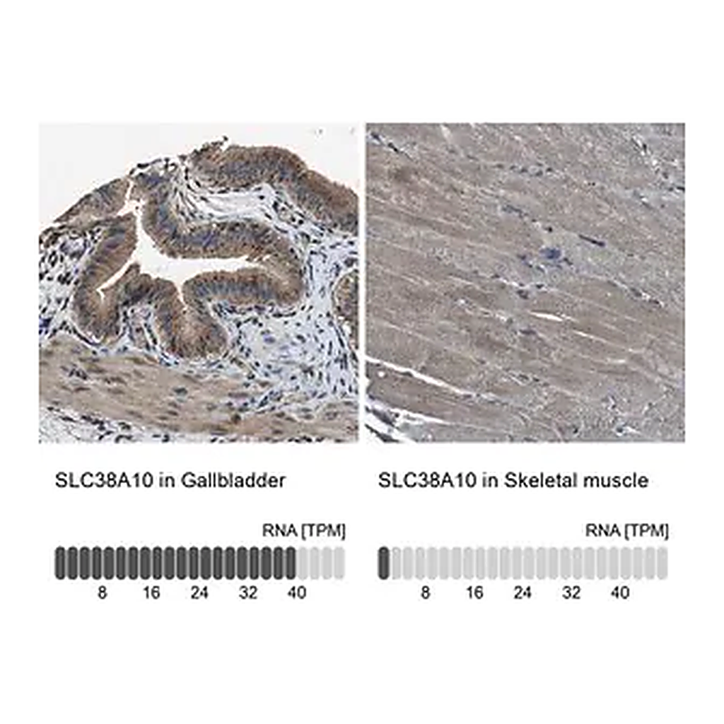 Merck Anti-SLC38A10 antibody produced in rabbit