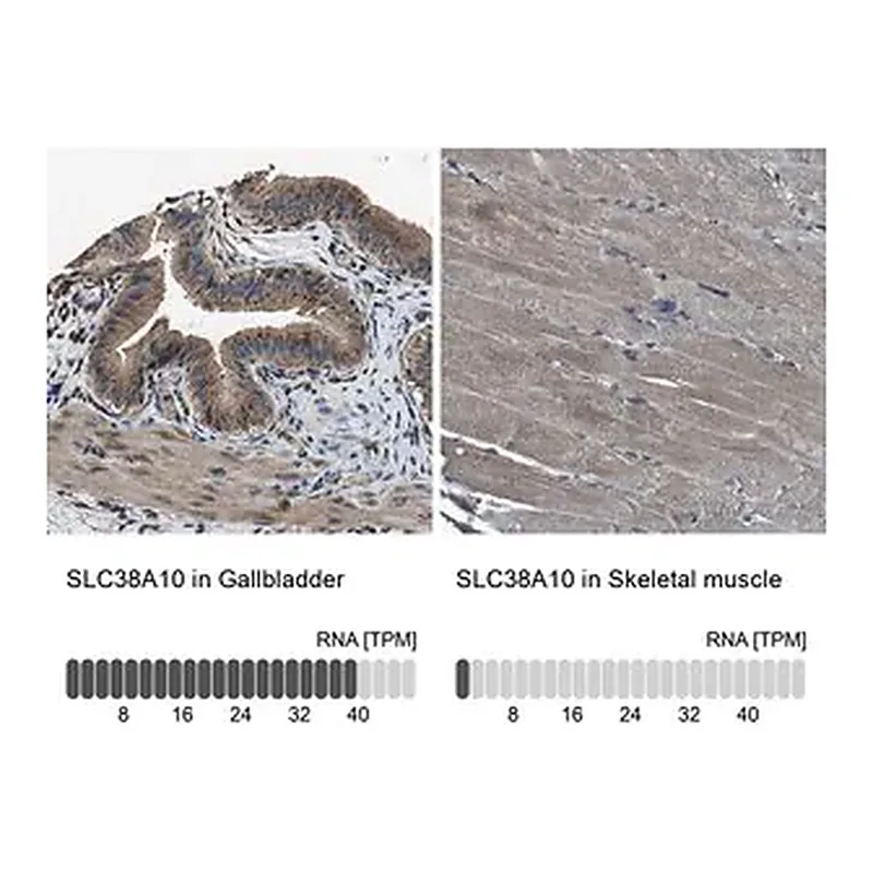Merck Anti-SLC38A10 antibody produced in rabbit