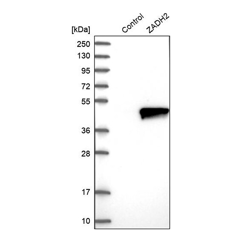 Merck Anti-ZADH2 antibody produced in rabbit