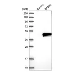 Merck Anti-ZADH2 antibody produced in rabbit