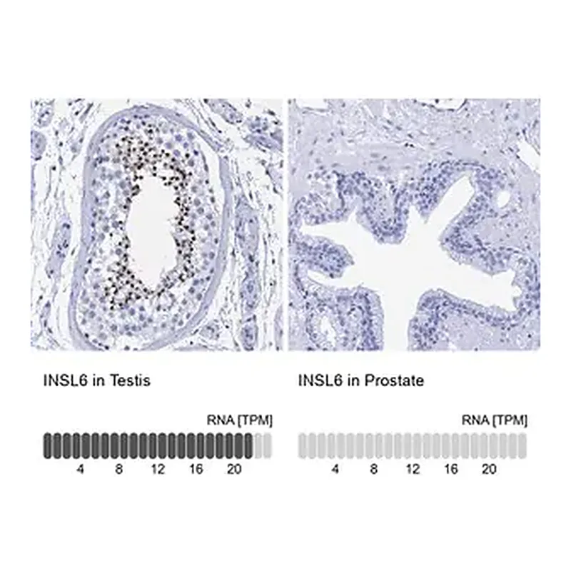 Merck Anti-INSL6 antibody produced in rabbit