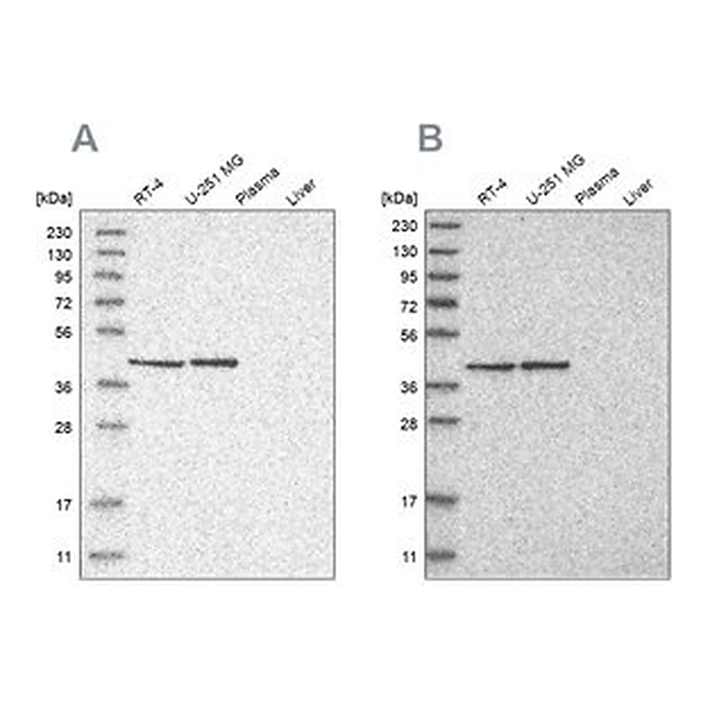 Merck Anti-ERAL1 antibody produced in rabbit