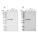 Merck Anti-ERAL1 antibody produced in rabbit