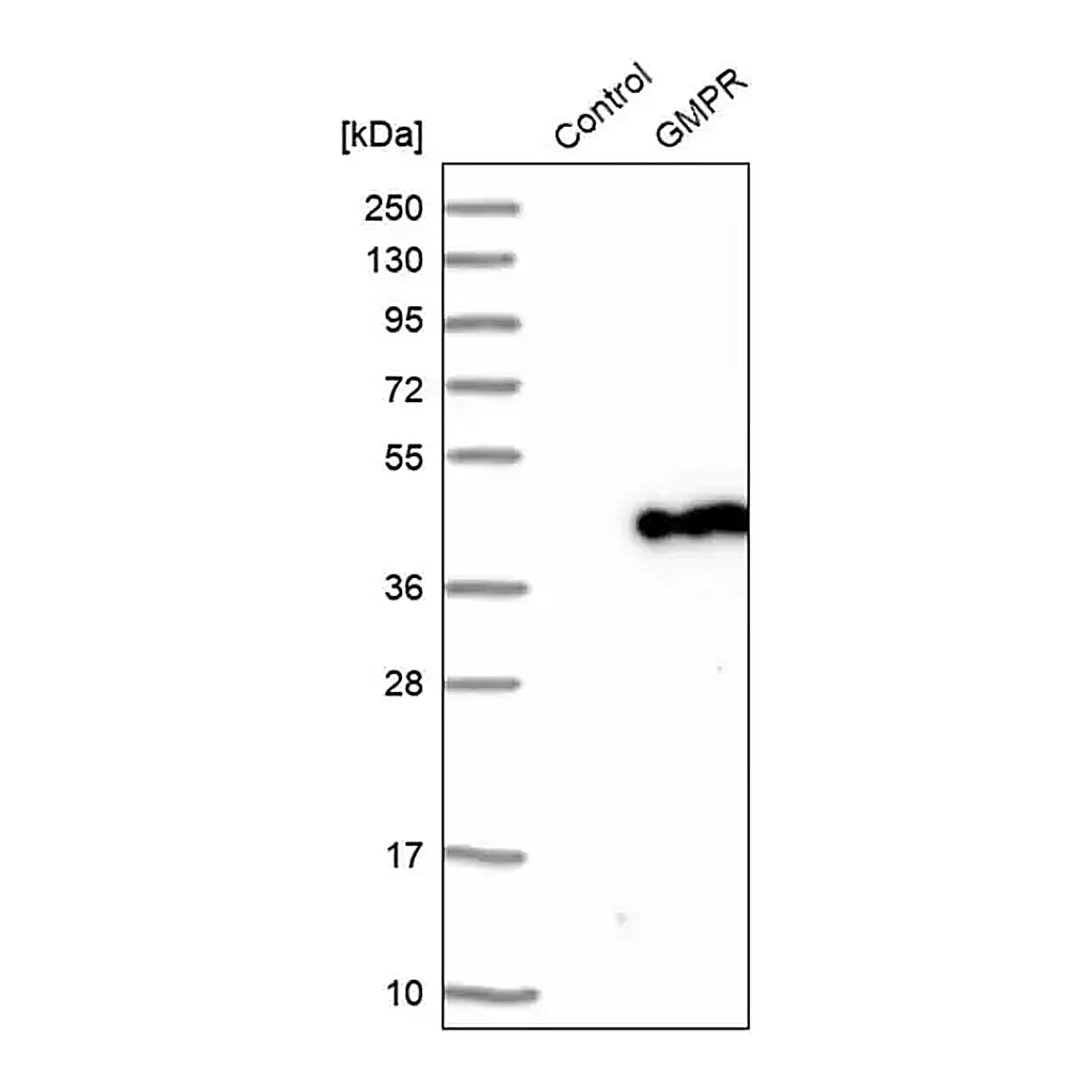 Merck Anti-GMPR antibody produced in rabbit