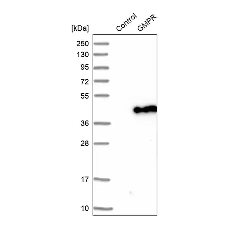Merck Anti-GMPR antibody produced in rabbit