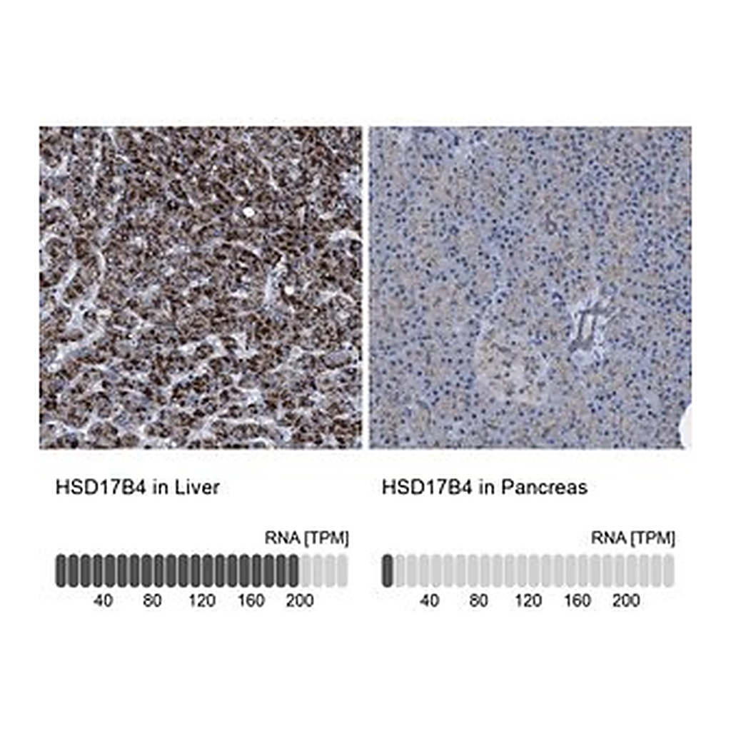 Merck Anti-HSD17B4 antibody produced in rabbit