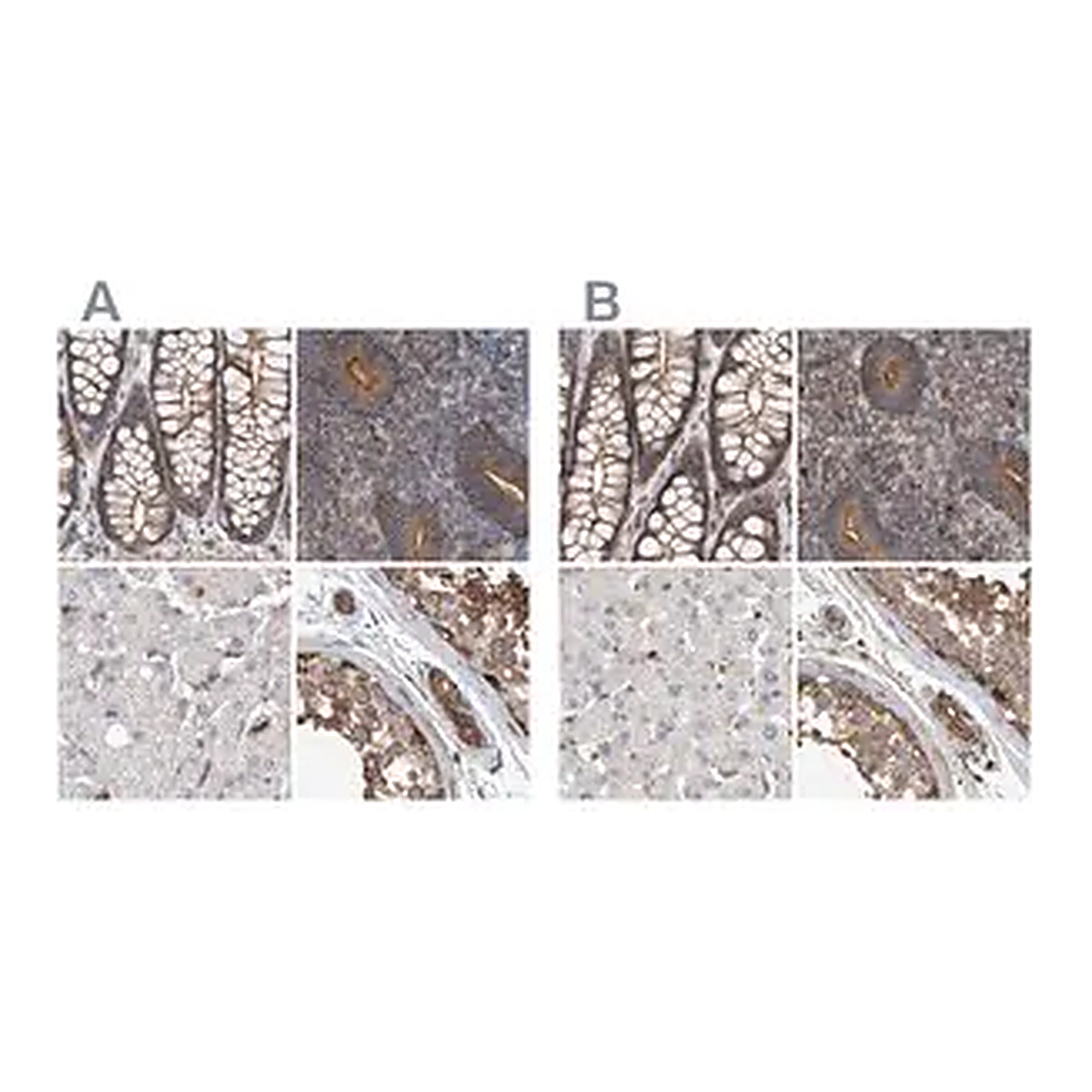 Merck Anti-SPECC1 antibody produced in rabbit