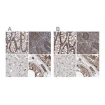 Merck Anti-SPECC1 antibody produced in rabbit