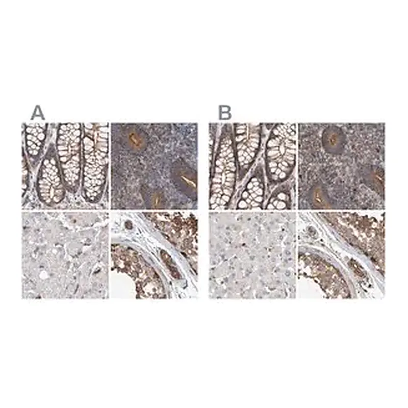 Merck Anti-SPECC1 antibody produced in rabbit