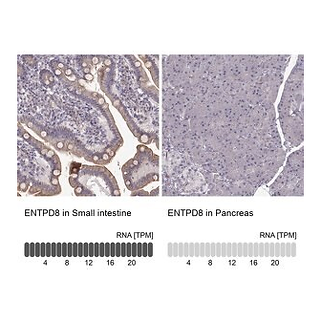Merck Anti-ENTPD8 antibody produced in rabbit