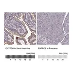 Merck Anti-ENTPD8 antibody produced in rabbit