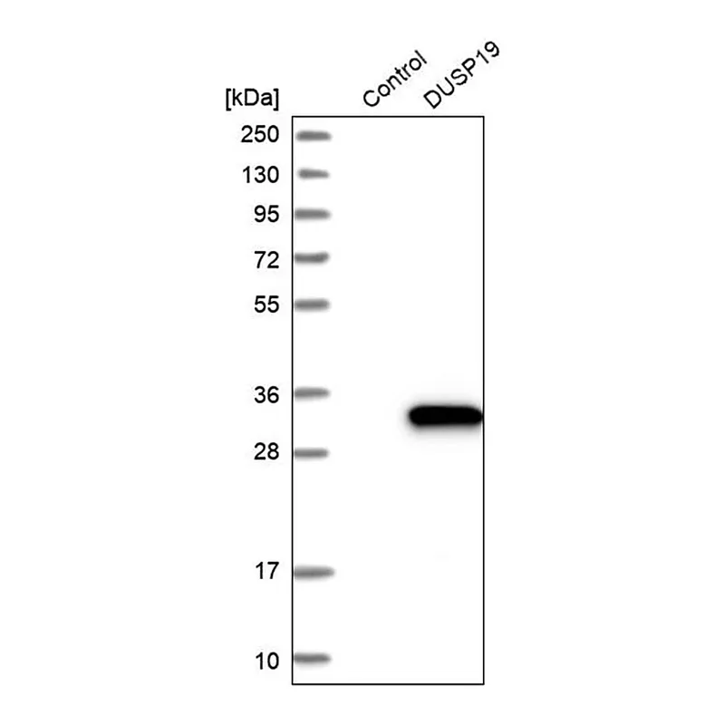 Merck Anti-DUSP19 antibody produced in rabbit