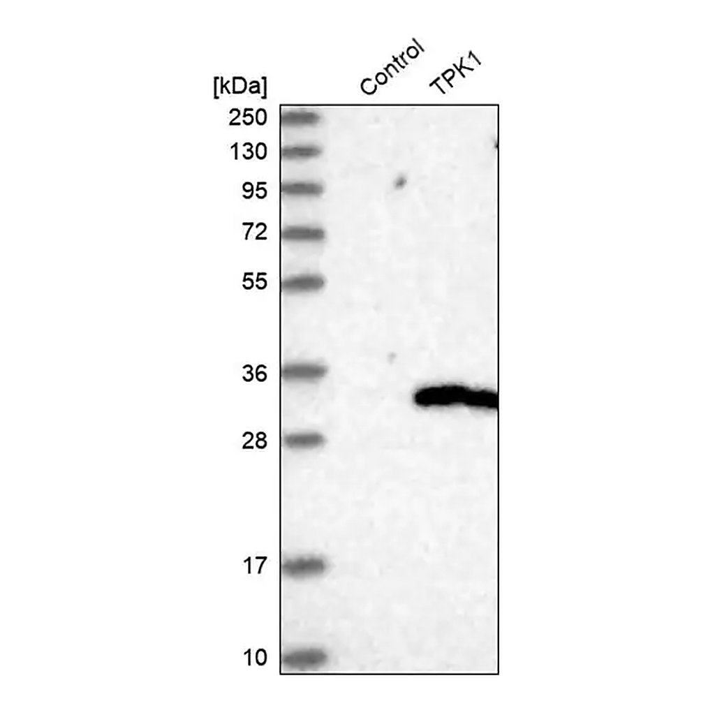 Merck Anti-TPK1 antibody produced in rabbit