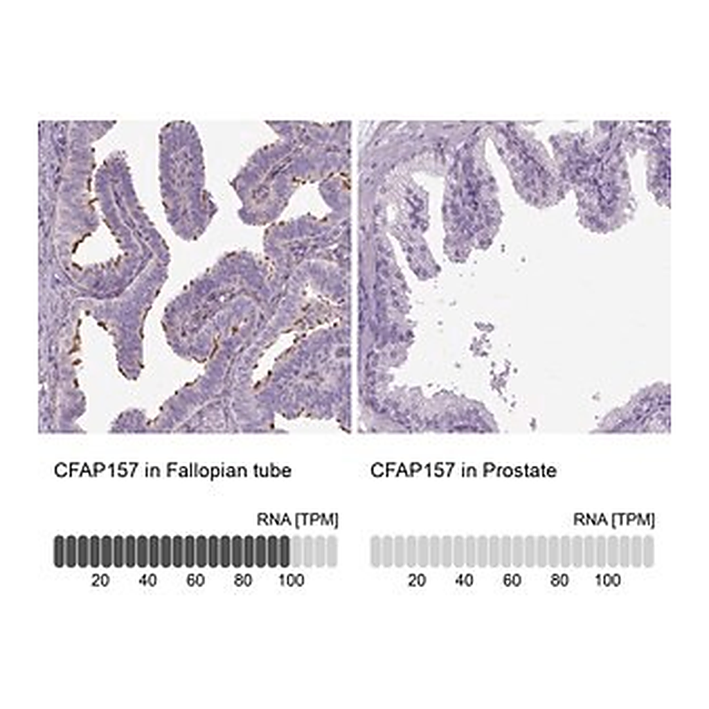 Merck Anti-CFAP157 antibody produced in rabbit