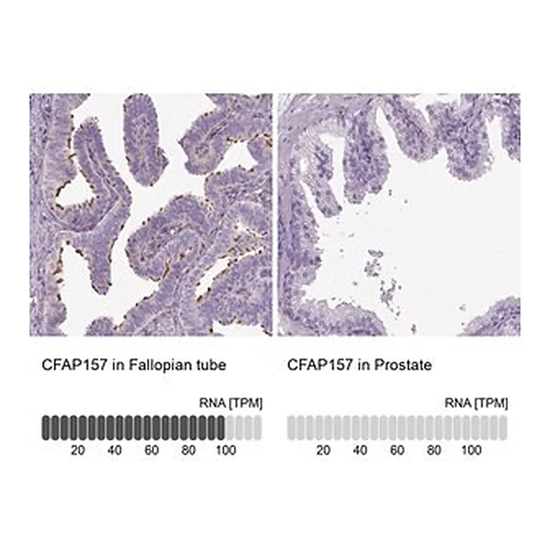 Merck Anti-CFAP157 antibody produced in rabbit