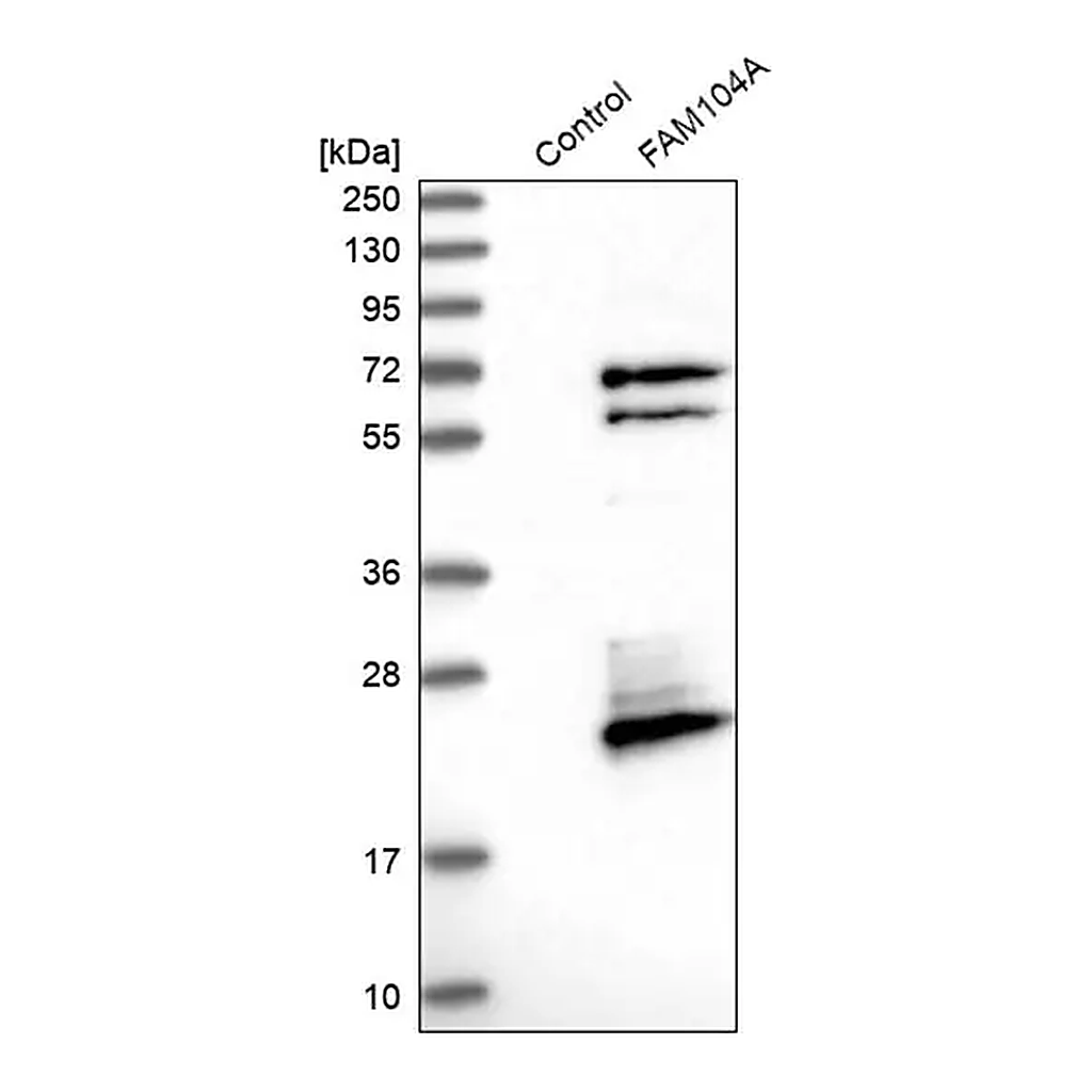 Merck Anti-FAM104A antibody produced in rabbit