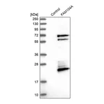 Merck Anti-FAM104A antibody produced in rabbit