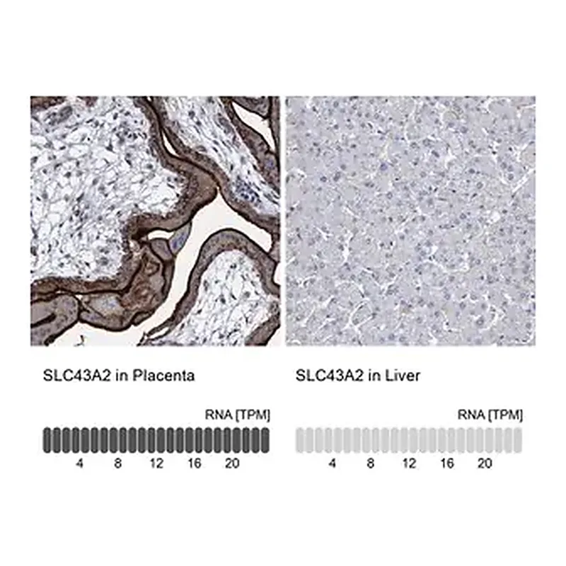 Merck Anti-SLC43A2 antibody produced in rabbit