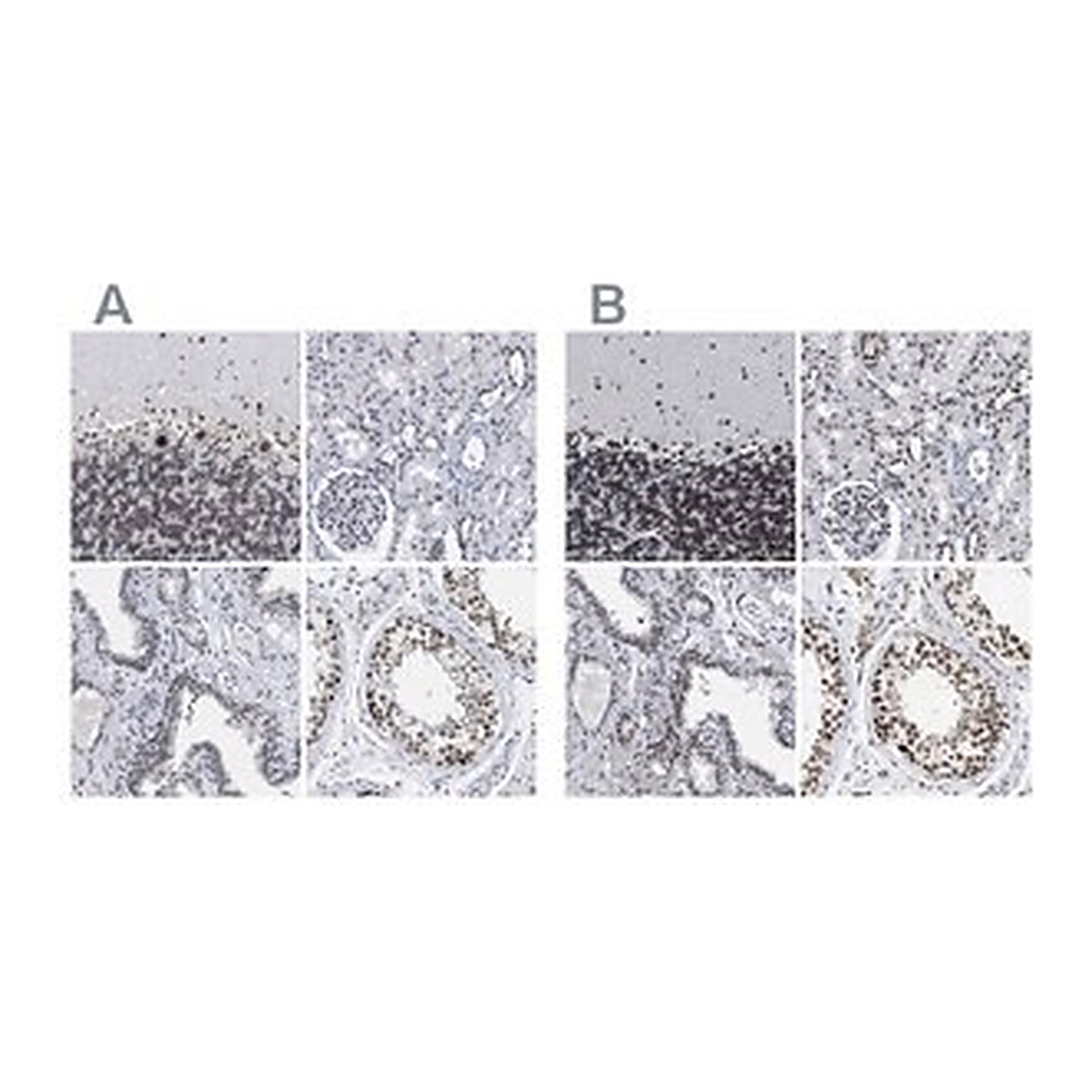 Merck Anti-TPR antibody produced in rabbit