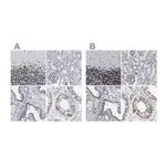 Merck Anti-TPR antibody produced in rabbit