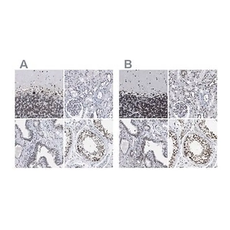 Merck Anti-TPR antibody produced in rabbit