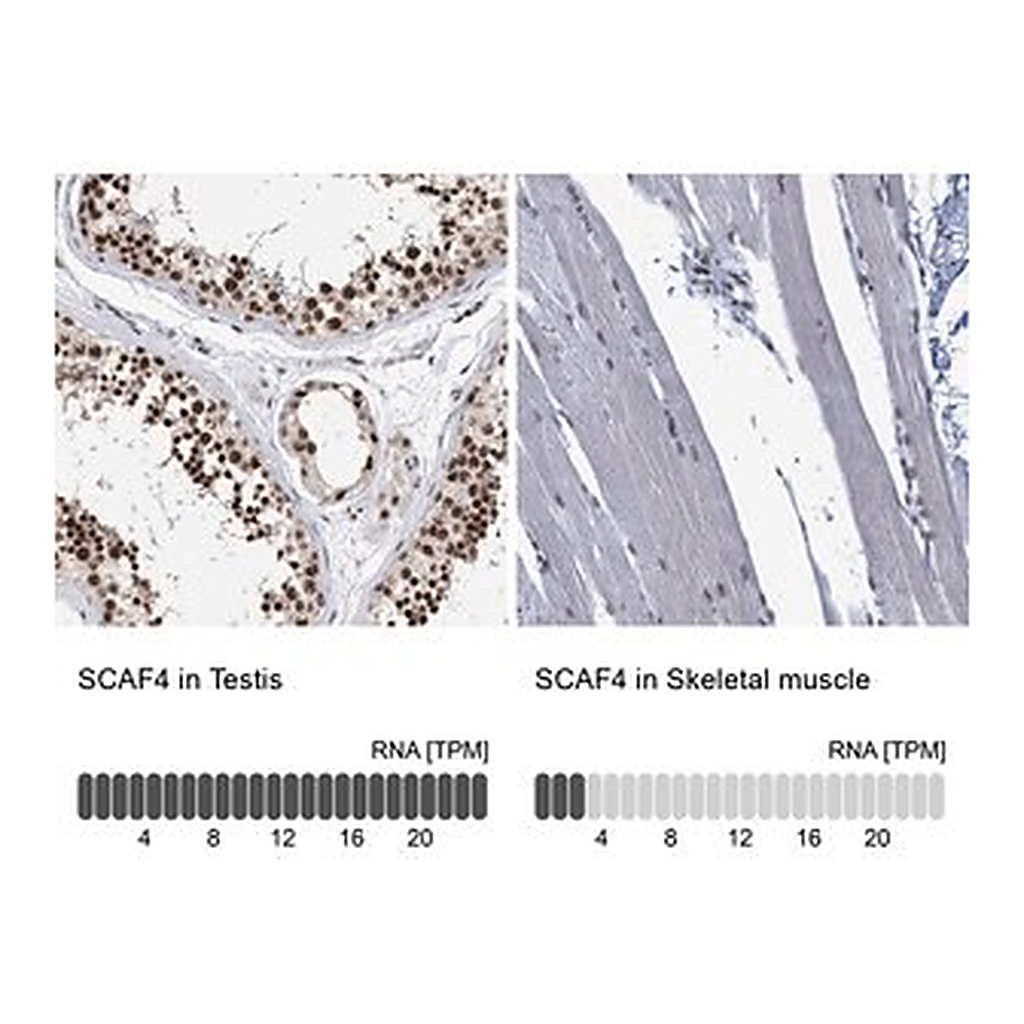 Merck Anti-SCAF4 antibody produced in rabbit