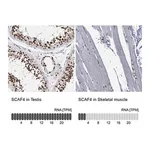 Merck Anti-SCAF4 antibody produced in rabbit