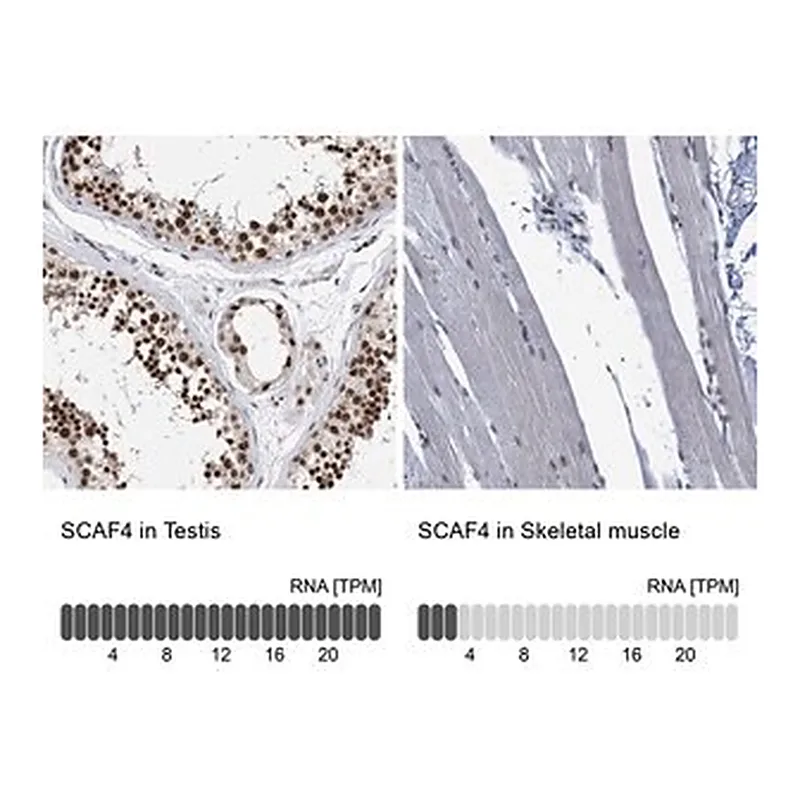 Merck Anti-SCAF4 antibody produced in rabbit
